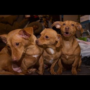 Meet your Posher, Jayden